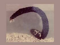 Image of Holothuria coluber (Snake fish)