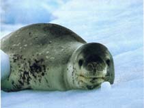 Image of Hydrurga leptonyx (Leopard seal)