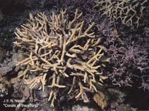 Image of Hydnophora rigida (Spine coral)