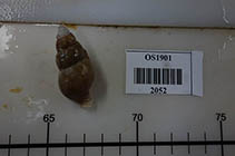 Image of Latisipho hypolispus 