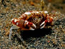 Image of Lissocarcinus laevis (Swimmer crab)