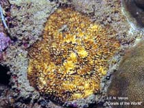 Image of Cycloseris mokai 