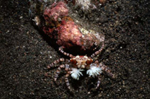 Image of Lybia tessellata (Boxer crab)