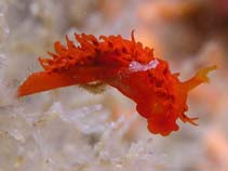 Image of Madrella sanguinea (Blood Red Sea slug)
