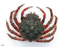 Image of Maja squinado (Spinous spider crab)