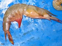 Image of Metapenaeus dobsoni (Kadal shrimp)