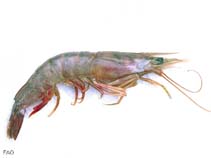 Image of Metapenaeus ensis (Greasyback shrimp)