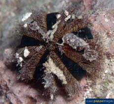 Image of Mespilia globulus (Globular sea urchin)