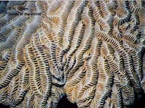 Image of Meandrina meandrites (Maze coral)