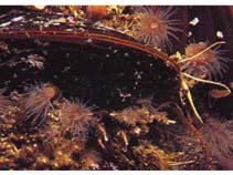 Image of Modiolus modiolus (Northern horsemussel)
