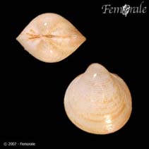Image of Nemocardium peramabile (Lovely micro-cockle)