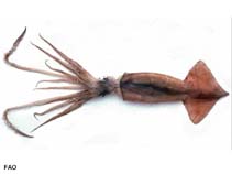Image of Nototodarus sloanii (Wellington flying squid)