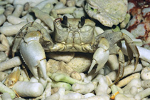 Image of Ocypode cordimanus (Smooth eyed ghost crab)