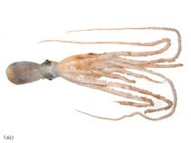 File:Octopus vulgaris Acquario dell'Elba.jpg - Wikimedia Commons