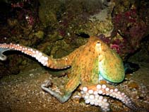 Image of Octopus vulgaris (Common octopus)