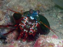 Image of Odontodactylus scyllarus (Reef odontodactylid mantis shrimp)