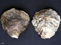 Image of Ostrea edulis (Edible oyster)