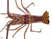 Image of Panulirus argus (Caribbean spiny lobster)