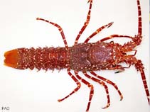 Image of Palinurus charlestoni (Cape Verde spiny lobster)