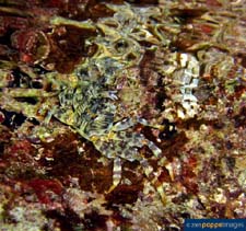 Image of Pachygrapsus crassipes (Striped shore crab)
