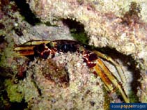 Image of Pachygrapsus transversus (African matchbox crab)