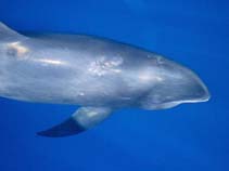 Image of Peponocephala electra (Melon-headed whale)