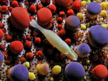 Image of Periclimenes soror (Seastar shrimp)