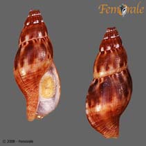 tn_Piign_u0.jpg