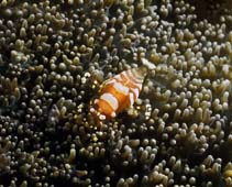 Image of Pliopontonia furtiva (Disc anemone shrimp)