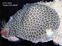 Image of Pseudosiderastrea tayamai (False pillow coral)