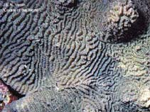 Image of Merulina cylindrica (Columniform crust coral)