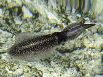Image of Sepioteuthis lessoniana (Bigfin reef squid)