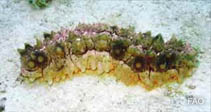 Image of Stichopus naso 