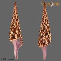 tn_Tuund_u0.jpg