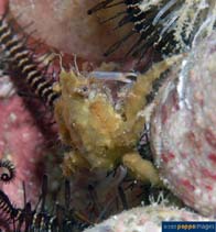 Image of Tylocarcinus styx (Underworld spider crab)