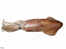 Image of Uroteuthis chinensis (Mitre squid)