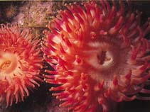 Image of Urticina felina (Painted anemone)