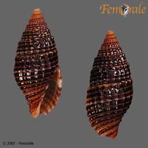 tn_Veuni_u0.jpg